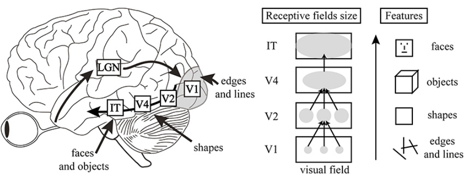 Visual Cortex Ventral Pathway